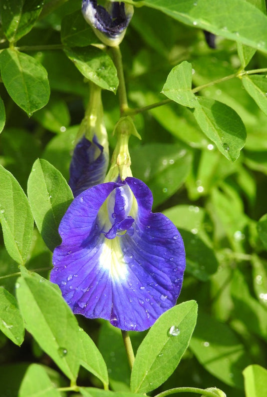 Drinks that'll give you (and the fam) butterflies