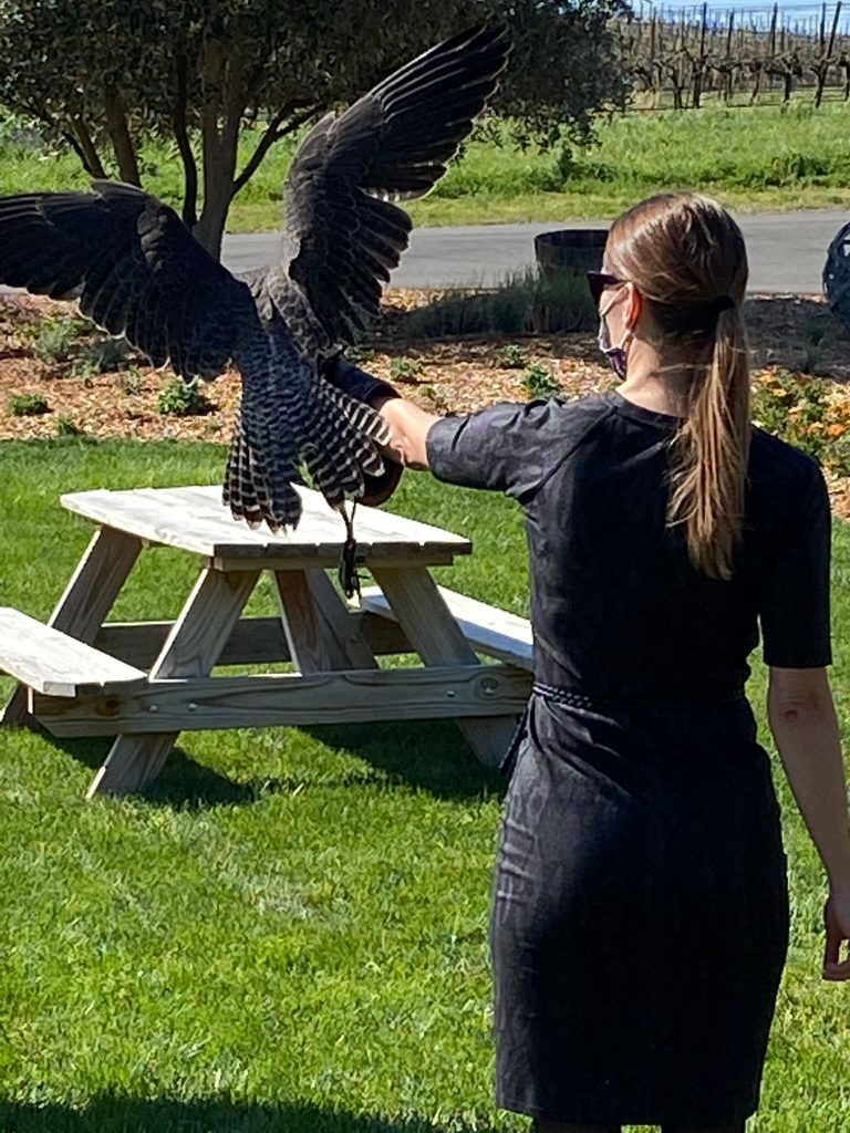 Falconry Experience