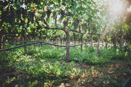 Virtual Wine Blending Experience with Napa winemaker