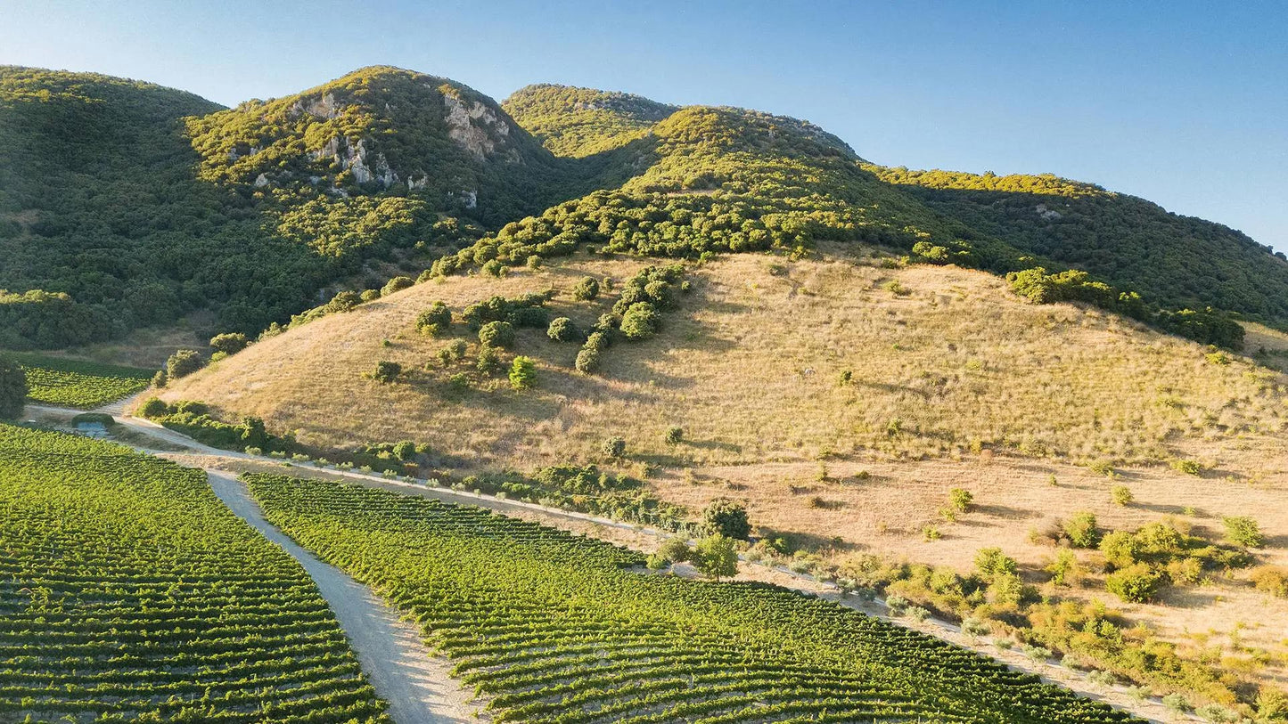 Sicilian Virtual Wine Tasting Experience