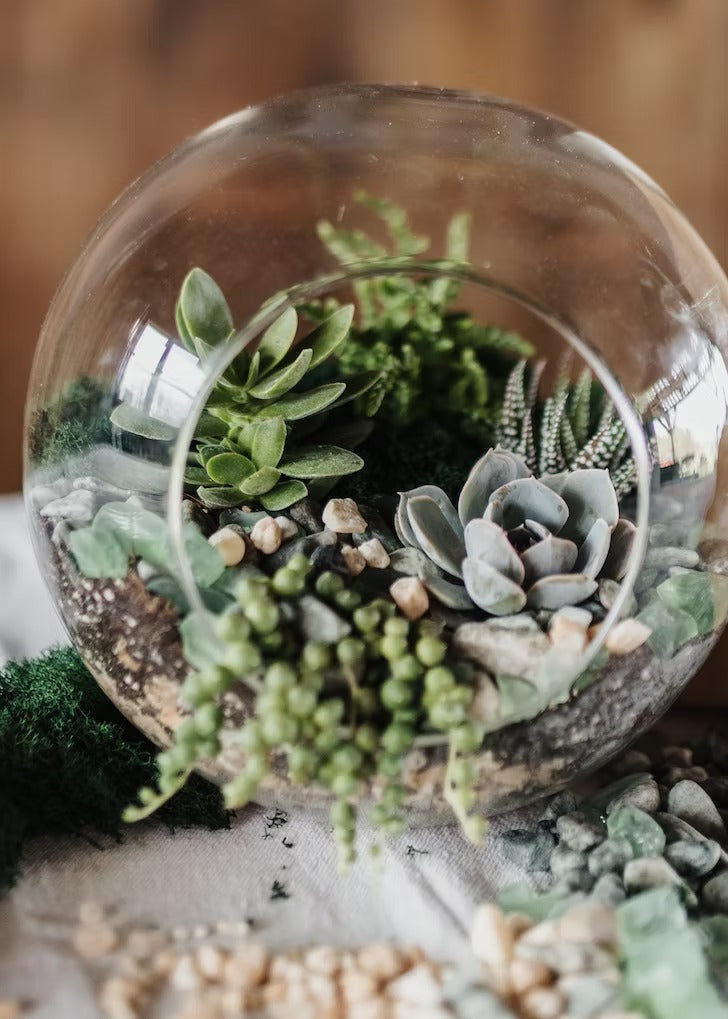 Virtual Terrarium Making Experience
