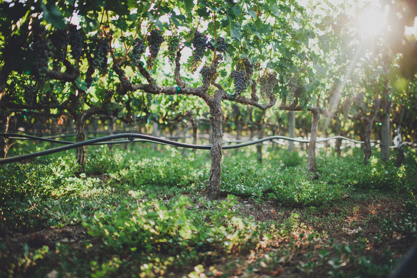Virtual Wine Blending Experience with Napa winemaker
