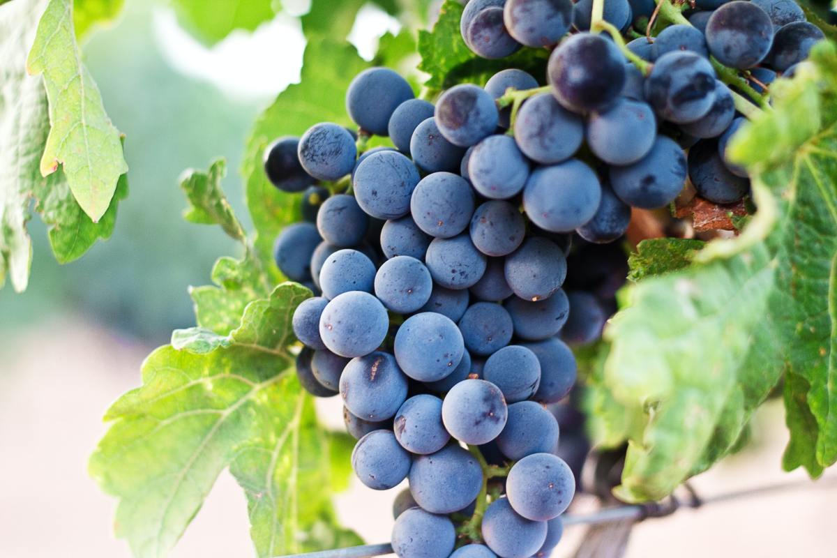 Napa Valley Private Grape Stomp (seasonal)